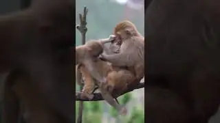 How the Monkey Family live in Jungle