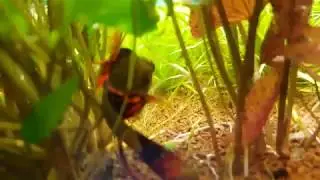 Planted Tank