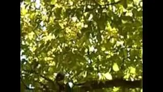 Noisy Squirrel in Cambridge 2011-10-20