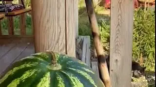Смешные видео приколы , кто ты воин