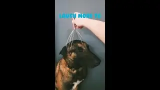 The friends never bear to grow up #14 - Funny dogs - Funny animal - Laugh more TG