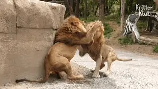 The Consequence Of Flirting With The King's Lioness🦁(Part 1)  | Kritter Klub