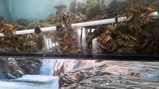 раки