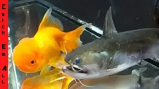 BLOB CATFISH Inhales MASSIVE GOLDFISH!!!