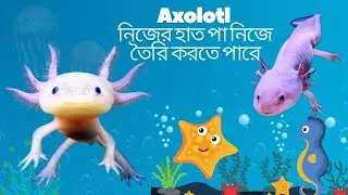 Axolotl  এর দাম কেমন হয়ে থাকে!!!- পোষা মাছ Axolotl- Axolotl price in Bangladesh-Pets Paradise