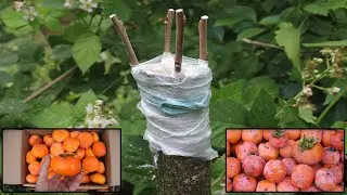 How to graft persimmon tree