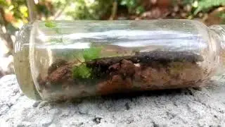 How to make a bottle garden?