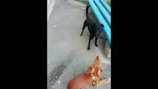 Собачьи обнимашки Ёжик