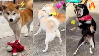 ルンルン遊ぶ柴犬たちが可愛過ぎました！