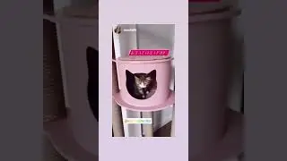 Когда получил Новенький КотТэДж 😻🐾