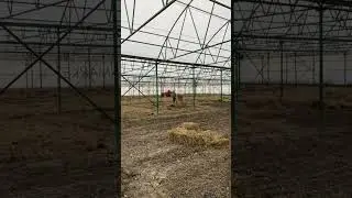 Раскидываем соломку #organicfarming #кубанамаркет #производство #томатныйсок #фабрика #farming