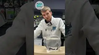 Стерлядь. Содержание стерляди в пруду или аквариуме.