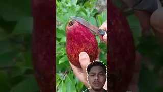Alpukat kok warna nya merah ? #reviewbuah #alpukat #buahaneh #buahunik #buah #panen