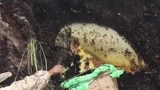 Nepalese Honey Hunting|| Honey That Will Make You High(Grayanotoxin) || Mad Honey Hunting||