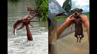 People are Awesome🔥Saving Animals🔥Real life Heroes🔥HD 2018