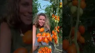 Опять собираю урожай 🤗 