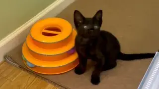Kitten’s Eyeball Journey - Meet Grizz the Sweetest