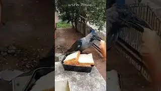 Feeding Birds on balcony at home | Bread | Crow eating food 2.0 #shorts