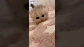 Anak kucing yang sangat comel💕💕 #cutecats #short #@nor.cats