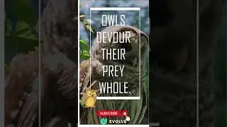OWL | Hunting habit | #birds #birdlovers #shorts #viral