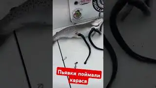 жуткие пьявки вцепились в рыбу
