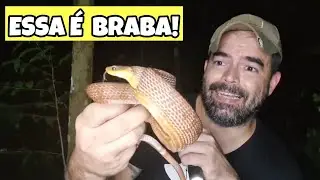 COBRA PAPA PINTO | Phrynonax poecilonotus