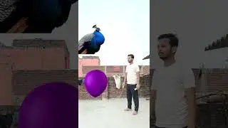 cartoon cartoon|| parrot, pigeon, birds name VFX video #shorts