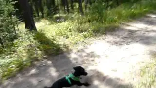 Mountain biking with a poodle