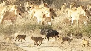 LION cubs step up to the BIG LEAGUE 🦁 🐃