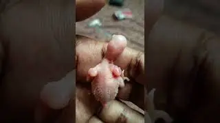 Newborn baby of Australian Birds 🐦