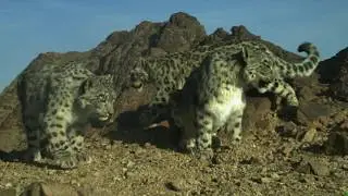 A Family of Four: Rare Footage of Wild Snow Leopards