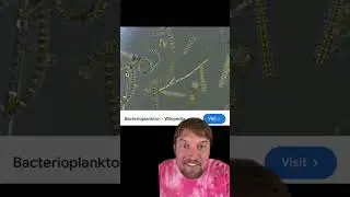 Types of plankton!