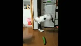 cat and cucumber 🥒😂😂😂#shorts #viralshorts #catandcucumbershorts #2022shorts #shortsvideo #shortsfeed