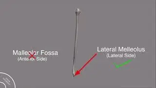 Anatomy of Fibula | MSC lectures | Anatomy of lower limb