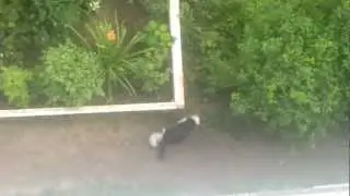 double cat // котэ в квадрате