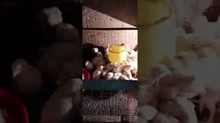 Бролер растёт.