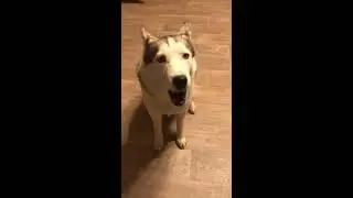 Кира поет под Адель