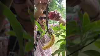 Jadui jungle 🌳😱 #funnyvideo #funny #shorts