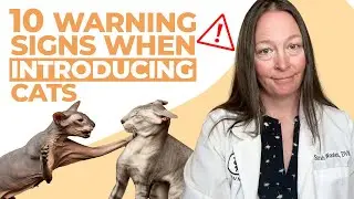10 Warning Signs You Should Look Out For During Cat Introduction