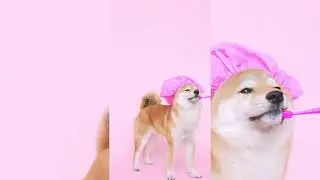 Смешные, милые зверушки. Funny, cute little animals.