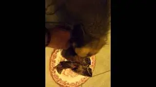 Hannibal und das Tbone-steak