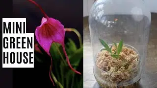 Repotting a Masdevallia orchid: Testing a new mini greenhouse setup for survival