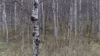And More Deer - Oct 26 2014