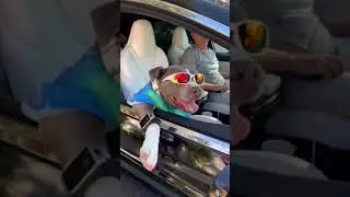 The Coolest Dog on Earth