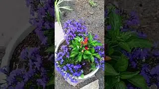 Перец , цветы и бабочки 🦋 .