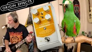 Halcyon Gold by Origin Effects - The Ultimate Klon!