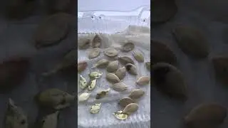 Чтобы лучше прорастали... #короткиевидео #дача #растения #проращиваниесемян