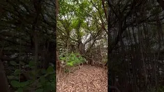 800 Year Old Banayan Tree !! #shortsvideo #shortvideo #travel #forest #shorts #short #youtubeshorts