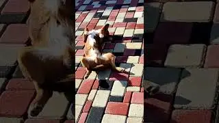 НЕ ЗАДАВАЙ ГЛУПЫХ ВОПРОСОВ🤣