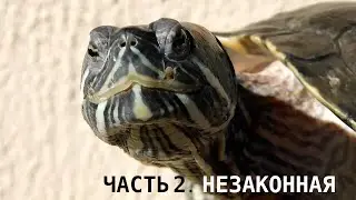 Проблема: красноухие черепахи. Часть 2